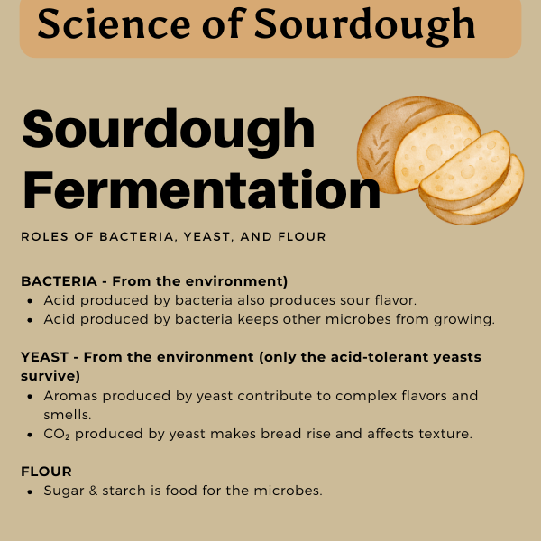 science of sourdough bread