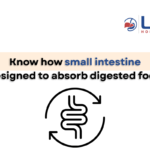 how is the small intestine designed to absorb digested food